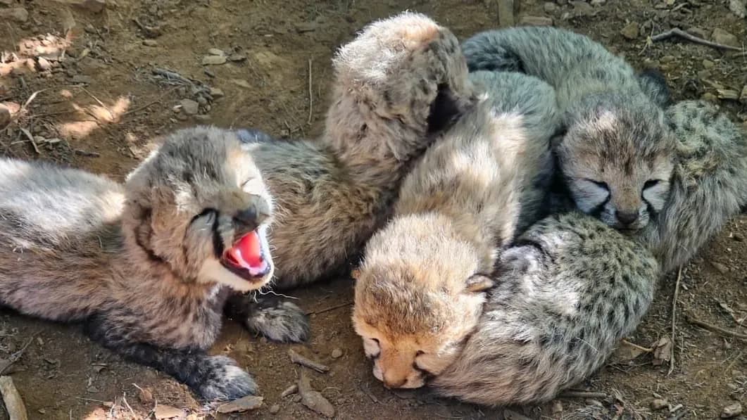 Five cubs born at Kuno take India’s cheetah population to 60 amid global conservation concerns